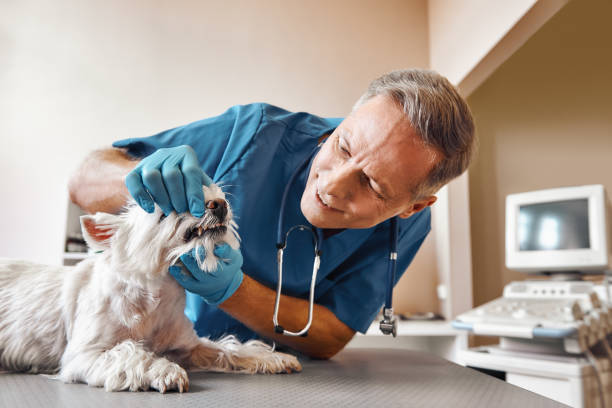 Best Emergency X-Rays and Diagnostics in Amargosa Valley, NV